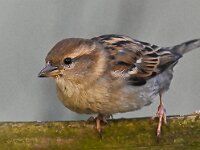 DSC 9537 Spatz