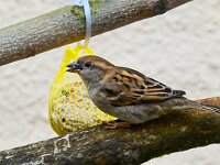 DSC 9558 Spatz