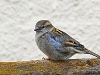 DSC 9625 Spatz