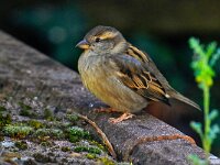 DSC 9761 Spatz