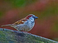 DSC 9824 Spatz.-fcjpg