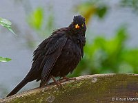 DSC 7873 Amsel-fc