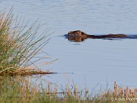 DSC 8528 Nutria-fc