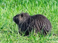 DSC 8533 Nutria-fc