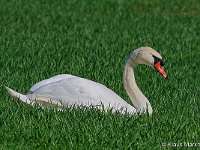 DSC 8559 Schwan-fc