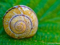 DSC 8570 Schnecke-fc