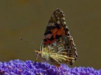 DSC 4428 Schmetterling-fc