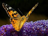 DSC 4493 Schmetterling-fc