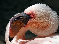 P1003710-Flamingo-fc
