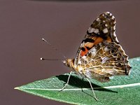 DSC 8696-Schmetterling-fc