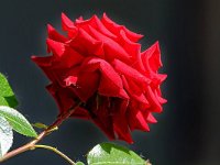 DSC 0139 rote-Rose-fc