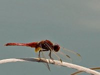 DSC6681 rote Libelle