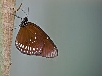 DSC 3227 Schmetterling