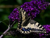 IMG 2789 Schmetterling