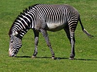 38K2981 Zebra